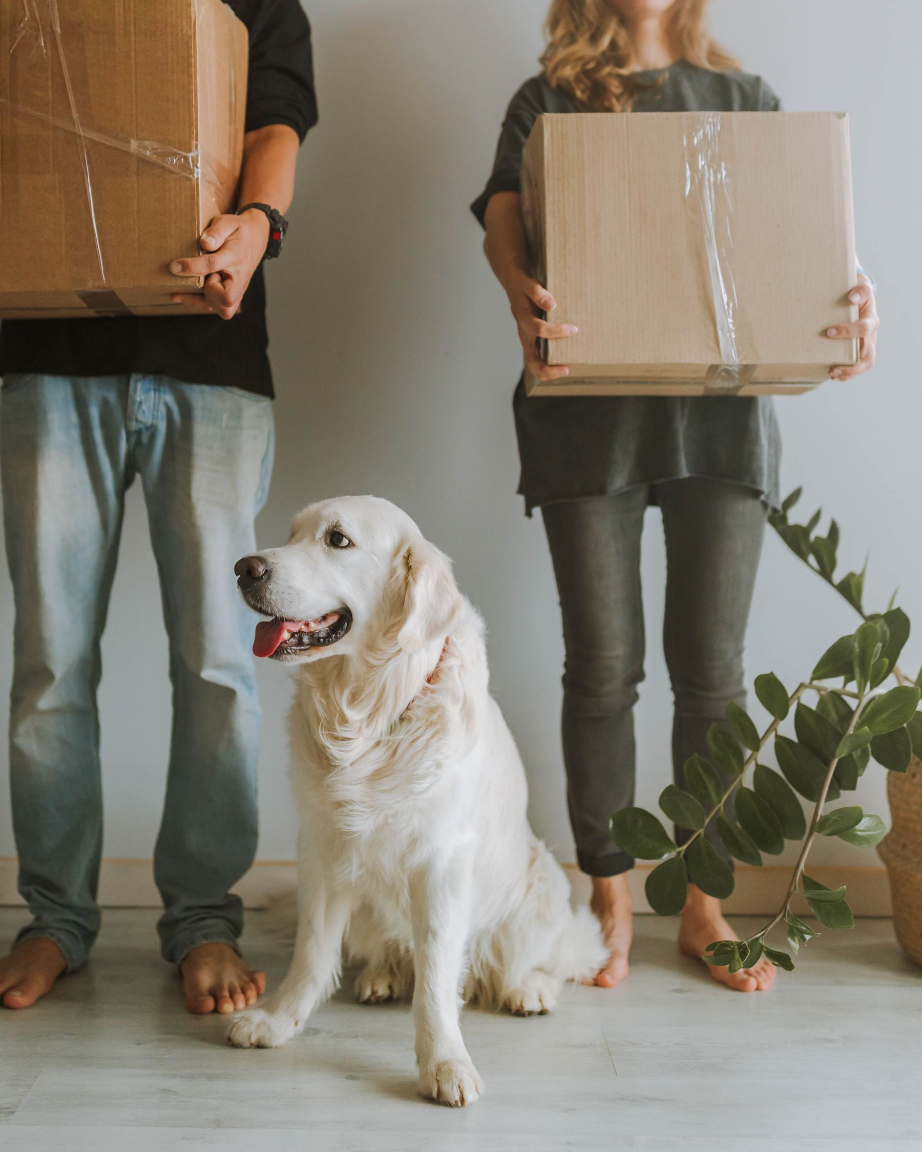 An owner greeting their dog in a new home with moving boxes