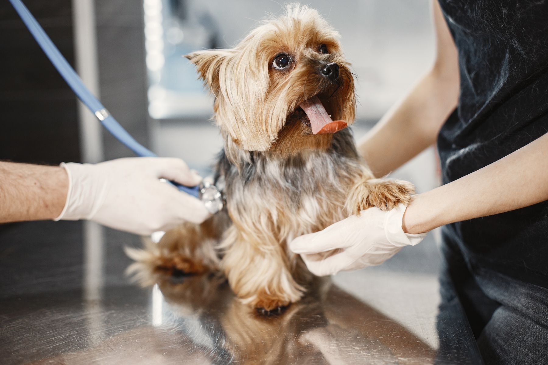 A vet gently checking a dog on an exam table